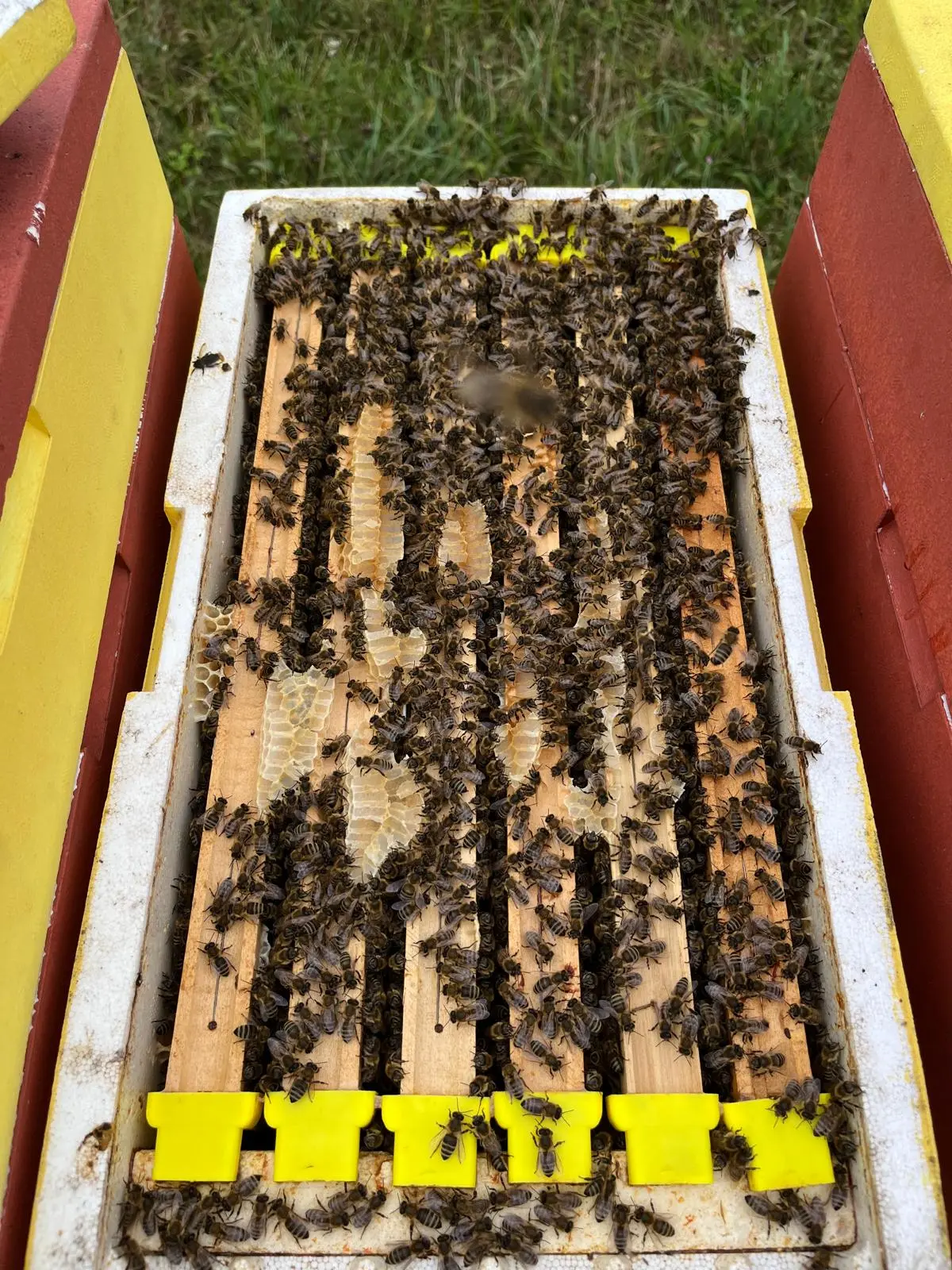 Utrinki iz čebelnjaka 45